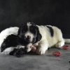 Chiot Landseer Faun et Combo z laderova